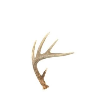 Antler Shed - Large